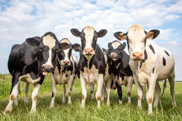 Cows together gathering in the pasture, funny and joyful and a blue cloudy sky.